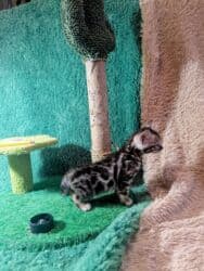 мейн кун бишкек 😺 питомник lyubushka 🐈 купить котенка 🐾 цена фото: Бенгальская, 1 месяц, Мальчик, Приучена к лотку, Проглистована, С документами — 37