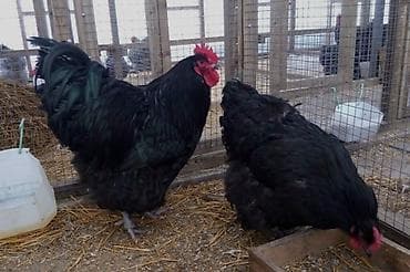 Животные: Продаю | Куры | Кохинхин | Для разведения — 3