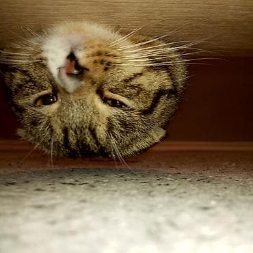 котята шотландцы: Скотиш Фолд (Шотландская вислоухая), 2 года, Мальчик — 5