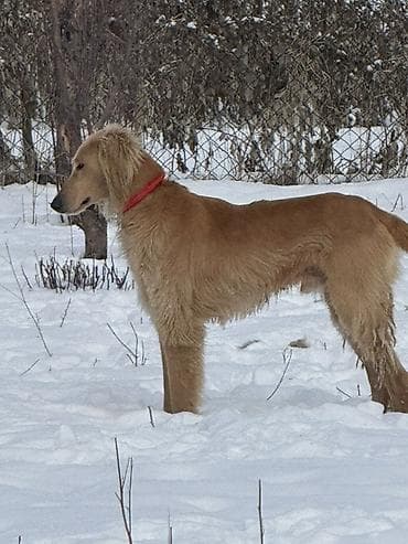 Продаётся собака породы борзая (тип аfган/салюки): высокая, стройная