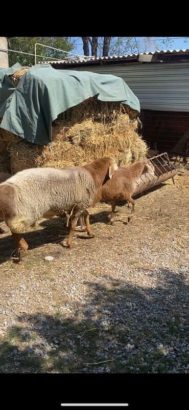 сколько стоит корова в кыргызстане 2023: Кочкор сатылат 3 жаш — 5