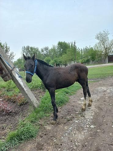 кане корсо собака цена: Продаю | Жеребенок | Конный спорт — 3