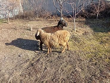 бараны с ягнятами: Продаю | Овца (самка), Ягненок, Баран (самец) | Гиссарская, Эдильбаевская, Арашан | На забой, Для разведения, Для шерсти | Ярка — 9