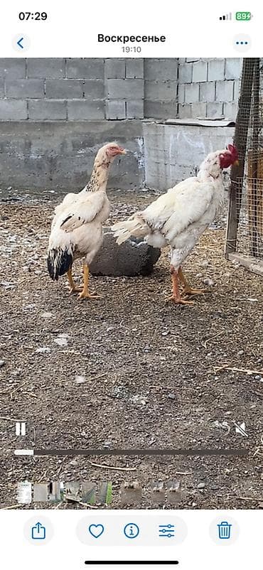 Продаю | Петух | Бойцовая | Для разведения — 1