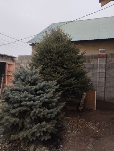 Дом и сад: Ель колючая (Picea pungens), голубая форма. Декоративные хвойные — 2