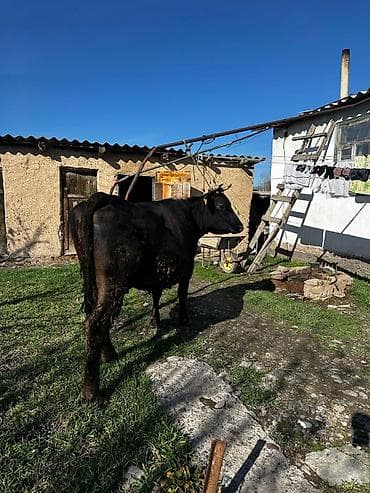 Аквариумы: Продаю | Корова (самка) | Для разведения | Привязанные — 1