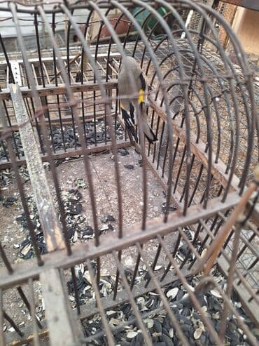 сколько стоит щегол: Певчие птицы в клетке (щеглы/щеглята). Яркое оперение: серо-бурое — 4