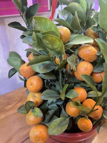 Мандарины,Лимоны в наличии
Цена от 2500с и выше