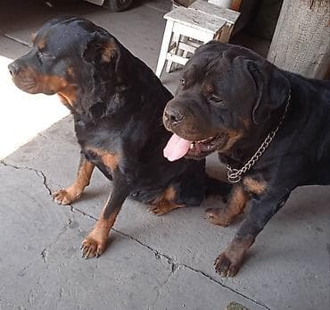 американская короткошерстная кошка купить: Открыта бронь на щенков ротвейлера — 2