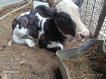 Продам с/х животных: Продаю | Бык (самец), Музоо, торпок | Полукровка | На откорм, Для разведения | Осеменитель, Искусственник — 2