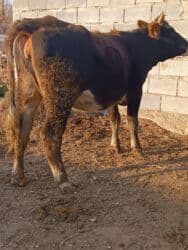 сколько длится беременность коровы: Продаю | Корова (самка) | Алатауская | Для разведения, Для молока | Стельные — 1