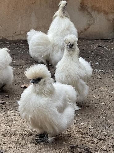 куры хай лайн соня грей: Продам семейку шелковых петух и куры — 1