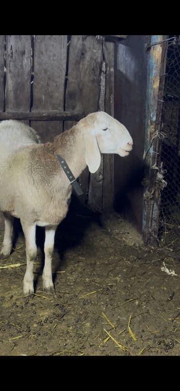 дом животных: Продаю | Баран (самец) | Для разведения | Осеменитель — 1