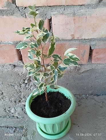куплю аквариум с рыбками: Фикус Бенджамина вариегатный (Benjamina Variegata) в горшке. - — 1
