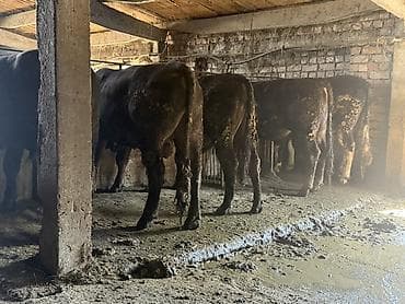 быки самец: Продаю | Бык (самец) | На откорм | Нетель — 2