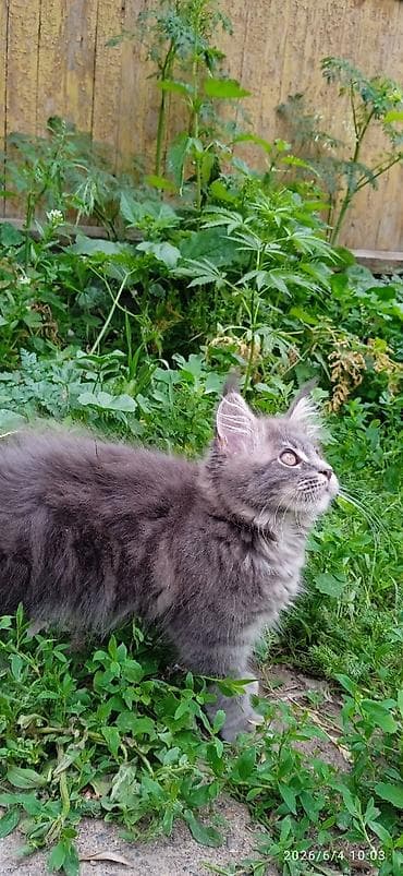 котят бесплатно: Мейн-кун, 3 месяца, Мальчик, Приучена к лотку, Проглистована — 4