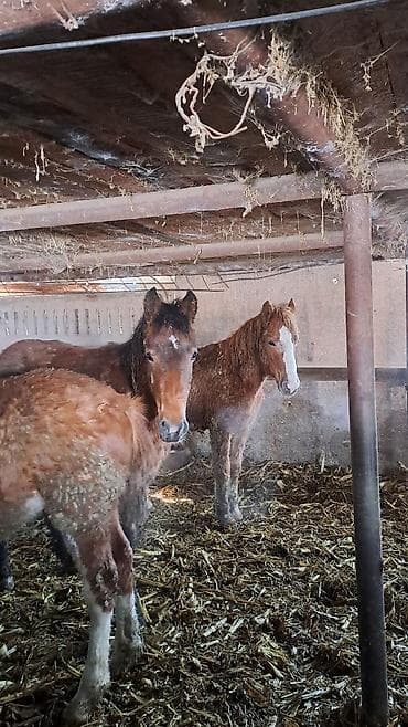 собаки тайган: Сатам | Байтал, Тай — 2