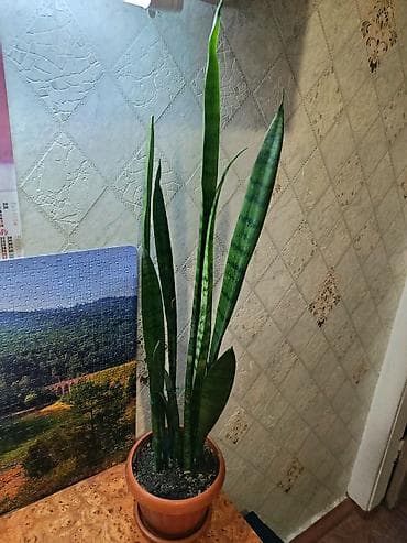 санс: Сансевиерия (Sansevieria trifasciata, «щучий хвост») в горшке. - — 2