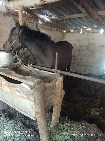 куда отдать собаку бишкек: Продаю | Кобыла (самка) | На забой — 2