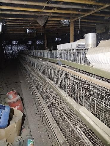 Товары и оборудование для с/х животных: Многоярусные клеточные батареи для содержания 0 голов птицы - — 1