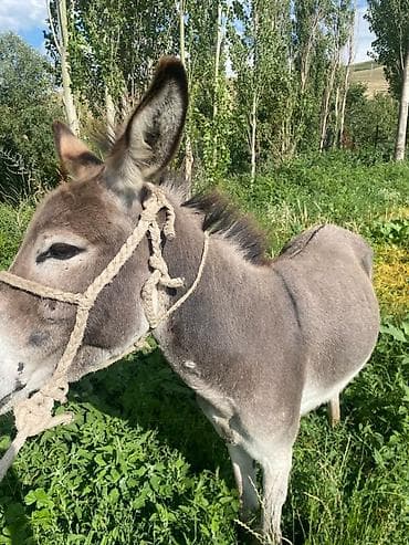 жылкы жаныбар: Осёл рабочий, серо-бурой масти, с темной «полосой» вдоль хребта и — 3