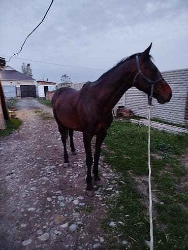 Продаю | Конь (самец) | Рабочий
