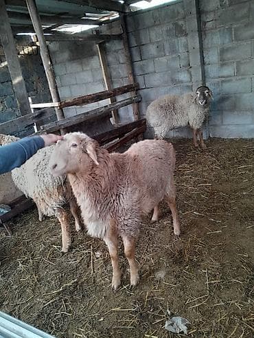 туз малга: Сатам | Кочкор (эркек) | Эдильбай, Арашан, Гиссар | Бычылган — 6