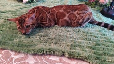 купить породистых котят: Шикарные бенгальские котята 3-4мес. Лучший подарок для любящего — 12