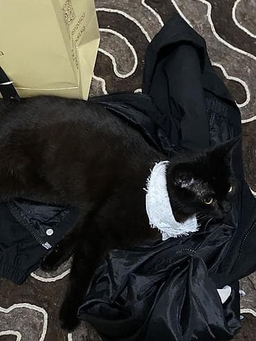 шотландская кошка скоттиш страйт: Скотиш Страйт (Шотландская прямоухая), 7 месяцев, Мальчик, Черный, Приучена к лотку, Проглистована — 2