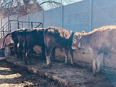 собаки сколько стоит: Продаю | Музоо, торпок | Ангус, Швицкая | На откорм — 7