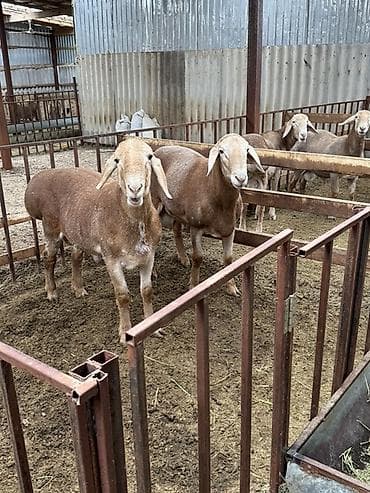 тук сокулук: Сатам | Кочкор (эркек) | Арашан | Көбөйтүү үчүн | Асыл тукумдуу, Жасалма жол менен боозутуу — 2