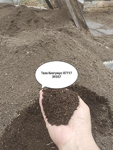 куры китайские: Продаю | Цыплята | Для разведения, Несушки — 4
