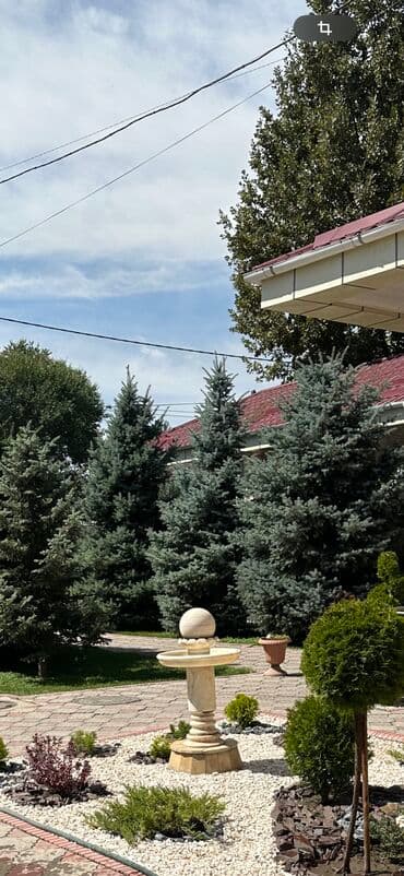 саженцы березы: Саженцы деревьев: Ели, Самовывоз — 2