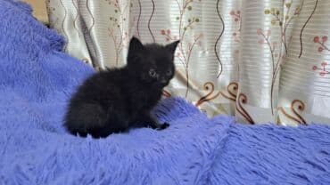 сиамская вислоухая кошка цена: Скотиш Фолд (Шотландская вислоухая), 2 месяца, Девочка, Черный, Приучена к лотку — 2