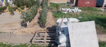 ель в горшке: Саженцы деревьев: Ели, Платная доставка — 4