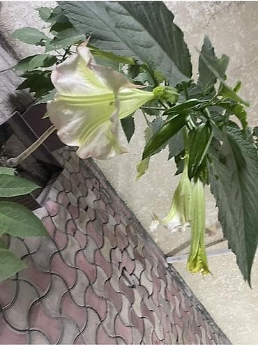 бегония крылья ангела: Бругмансия (ангельские трубы) Продаю укоренненные отростки время как — 2