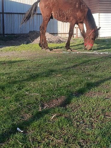 Продаю | Конь (самец) | Рабочий