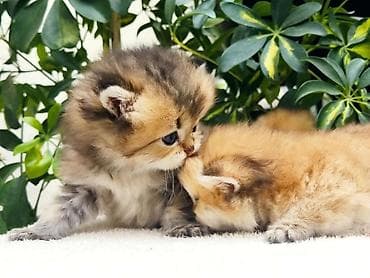 белые котенки: 1 месяц, Мальчик, Золотая шиншилла, Приучена к лотку, Проглистована — 7