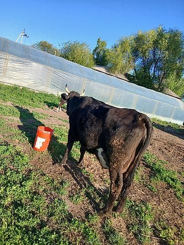 корова обмен на авто: Продаю | Корова (самка) | Алатауская | Для молока — 7