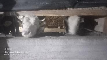 швиц быки: Продаю | Бык (самец) | На откорм | Привязанные — 1