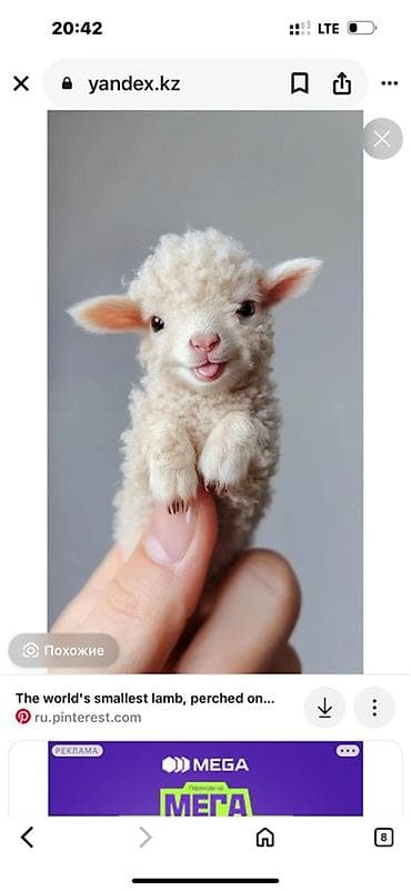 Куплю маленьких ягнят