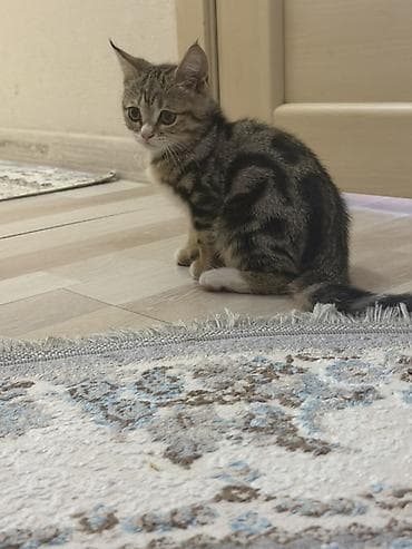 бенгальская кошка бишкек: 3 месяца, Мальчик, Приучена к лотку — 5