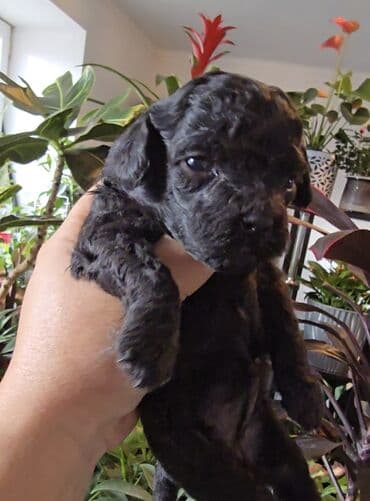 немецкий овчарка: Пудель, 1 месяц, Самец, С прививкой — 1