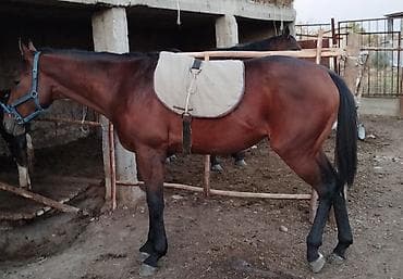 А/ч жаныбарларын сатам: Сатам | Байтал | Англиялык | Ат спорту | Асыл тукумдуу — 1