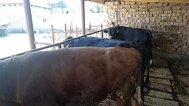 ара цена: Продаю | Бык (самец) — 5