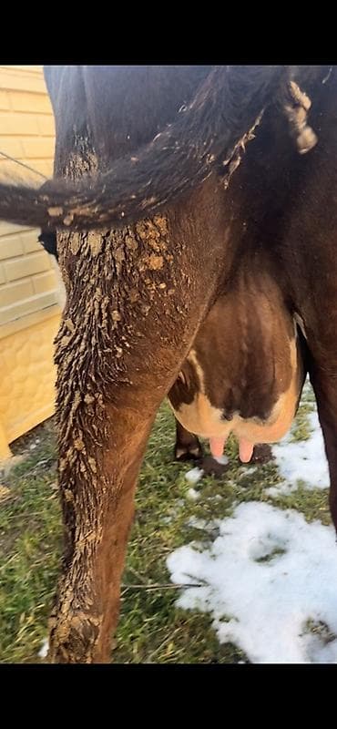 уй малочный: Продаю | Корова (самка) | Для молока | Привязанные — 4