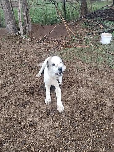 Алабай, 8 месяцев, Самка, С прививкой