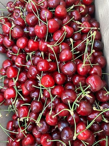 алча вишня: Только оптом! Дачная колированная черешня (кокон гилас). 500-700 кг — 3