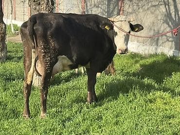 высокодойные коровы: Продаю | Корова (самка) | Голштин | Для молока | Привязанные — 3