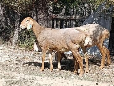 кулун сатам: Сатам | Ургаачы кой (ургаачы) | Көбөйтүү үчүн | Ургаачы — 1